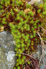 Polytrichum