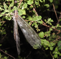 Acanthaclisini