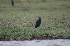 Egretta vinaceigula