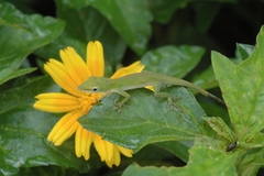 Anolis porcatus