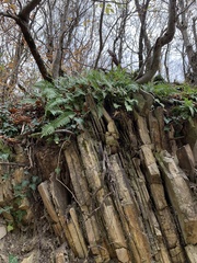 Polypodium cambricum