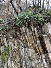 Polypodium cambricum