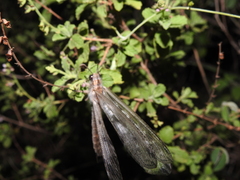 Acanthaclisini