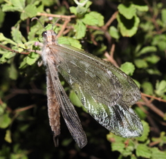 Acanthaclisini