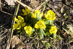 Eranthis hyemalis