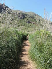 Ampelodesmos mauritanicus