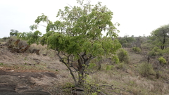 Xeroderris stuhlmannii