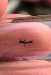 Platythyrea parallela