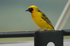 Ploceus
