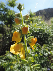 Verbascum creticum