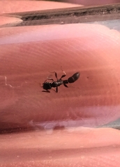 Platythyrea parallela