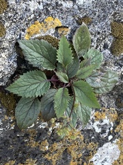 Trachelium caeruleum