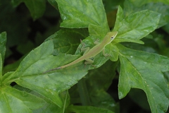 Anolis porcatus