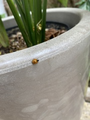 Harmonia axyridis