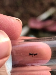 Platythyrea parallela