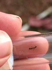 Platythyrea parallela