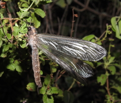 Acanthaclisini