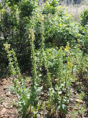 Verbascum creticum