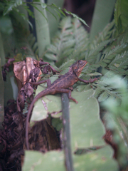 Calotes versicolor