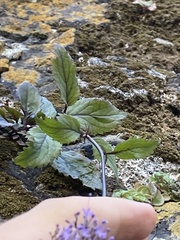 Trachelium caeruleum