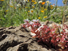 Sedum caeruleum