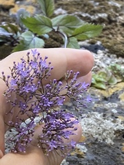 Trachelium caeruleum