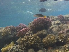 Gomphosus klunzingeri