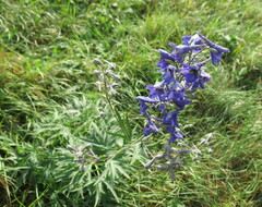 Delphinium cuneatum