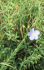 Linum perenne