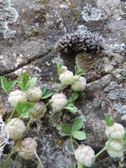 Trifolium tomentosum
