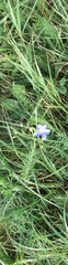 Linum perenne