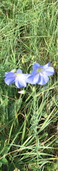 Linum perenne