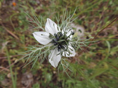 Nigella