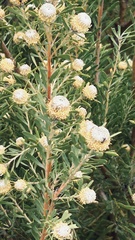Leucadendron galpinii