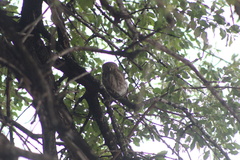 Glaucidium perlatum