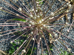 Allium schubertii