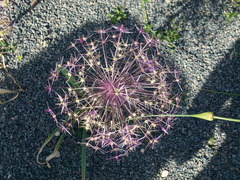 Allium schubertii