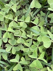 Oxalis pes-caprae