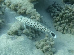 Parapercis hexophtalma