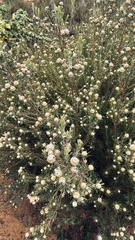 Leucadendron galpinii