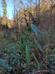 Impatiens glandulifera