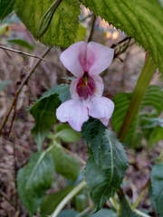 Impatiens glandulifera