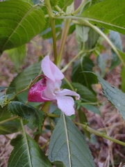 Impatiens glandulifera