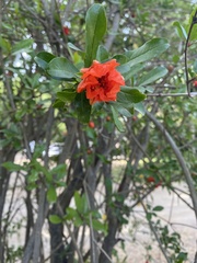 Punica