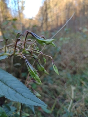 Impatiens glandulifera