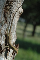 Anolis porcatus