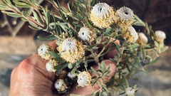 Leucadendron galpinii