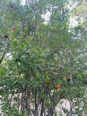 Punica