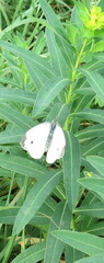 Euphorbia semivillosa