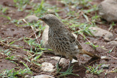 Histurgops ruficauda